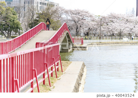 福島県郡山市開成山公園のシンボル五十鈴湖に架かる赤い橋から満開の桜を眺めると清々しい気分の写真素材