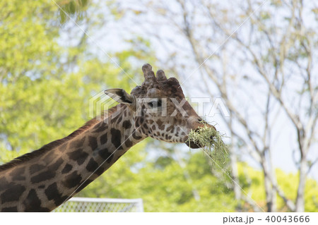 大牟田市動物園 キリン、 大牟田市動物園 キリン、 40043666