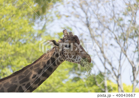 大牟田市動物園 キリン、 大牟田市動物園 キリン、 40043667