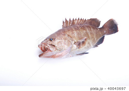 マハタ　食材 40043697