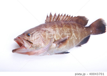 マハタ　食材 40043701