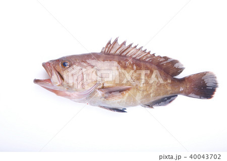 マハタ　食材 40043702