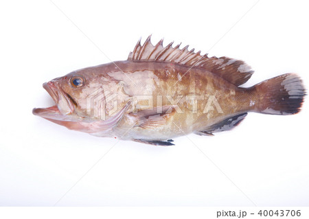 マハタ　食材 40043706