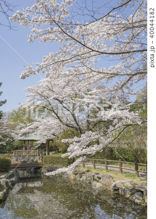 大正2年開園いわき市内で最も古い公園である松ヶ岡公園ひょうたん池の東屋から眺める平さくらまつりの写真素材