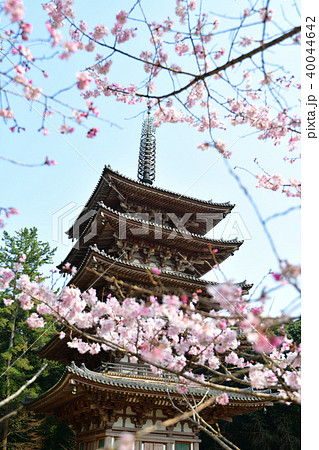 醍醐寺の春 40044642