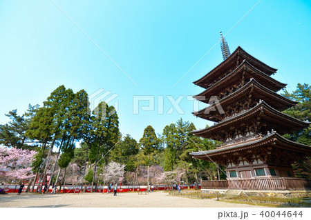 醍醐寺の春 40044644