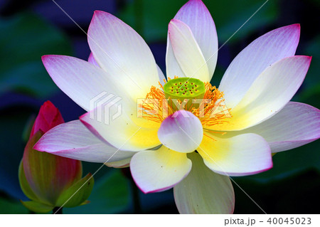 蓮の花 蓮の花 40045023