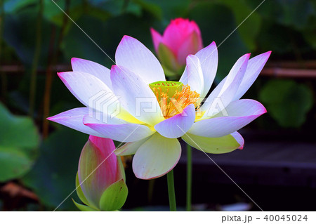 蓮の花 40045024