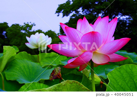 蓮の花 40045051