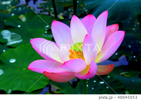 蓮の花 40045053
