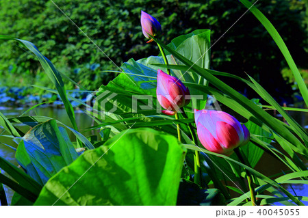 蓮の花 40045055