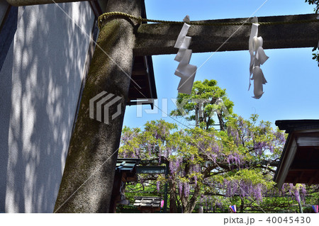 国領神社鳥居から見上げた千年乃藤 40045430
