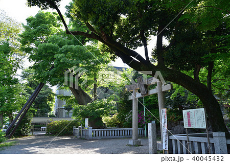 調布・青渭神社の大ケヤキ 調布・青渭神社の大ケヤキ 40045432