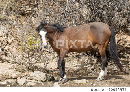 Wild Horse in the Arizona Desert Wild Horse in the Arizona Desert 40045931