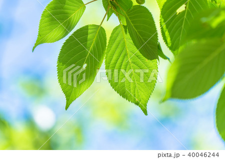 新緑エコイメージ 40046244