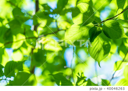 新緑エコイメージ 新緑エコイメージ 40046263
