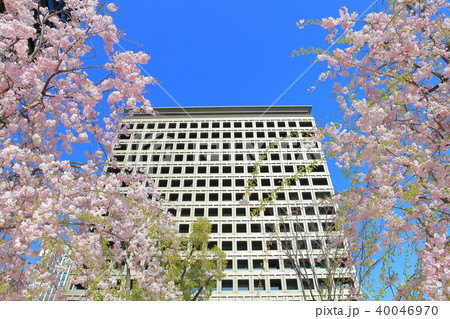 都道府県会館と満開桜 都道府県会館と満開桜 40046970
