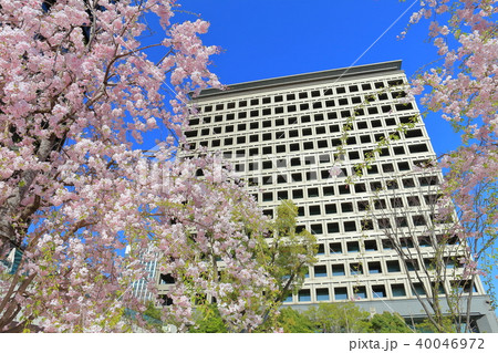 都道府県会館と満開桜 都道府県会館と満開桜 40046972
