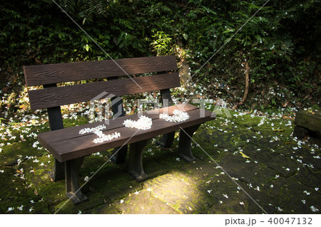 花 フラワー お花 40047132