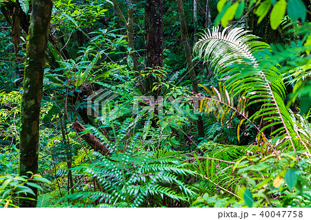 金作原原生林で見るオオタニワタリ 金作原原生林で見るオオタニワタリ 40047758