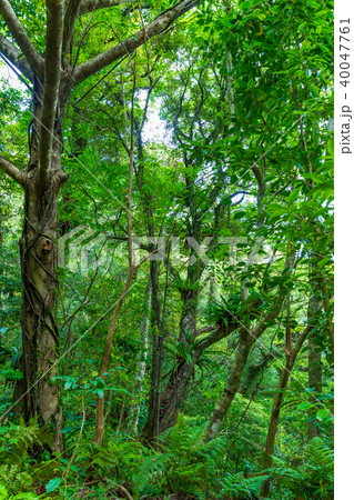 金作原原生林のオオタニワタリ 40047761