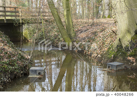 Floating muskrat trap in stream in Netherlands. Floating muskrat trap in stream in Netherlands. 40048266