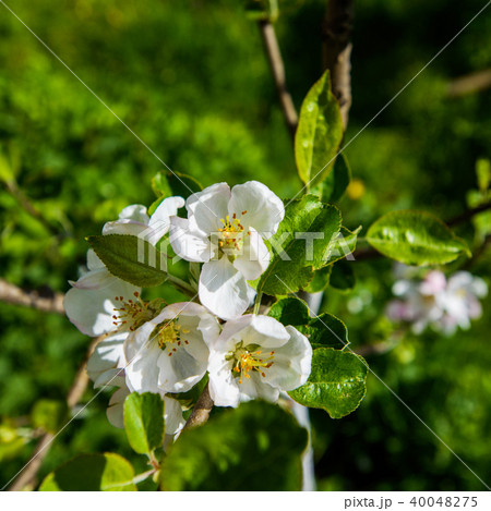 Flowers of a tree  an apple 40048275