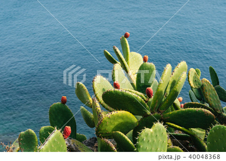 Mature couple Barbed cactus Mature couple Barbed cactus 40048368