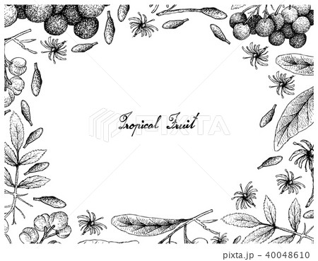 American Elder and Acronychia Pedunculata Fruits 40048610