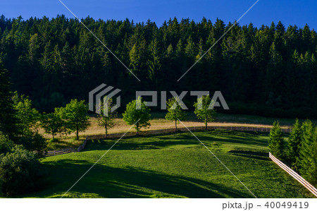 forest clearing in the summer 40049419