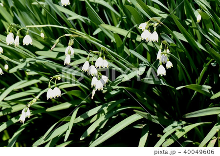 三鷹中原に咲くスノーフレーク 40049606