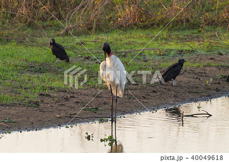 Jabiru stork bird on the nature in Pantanal 40049618