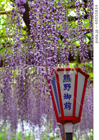 熊野の長藤 40050834