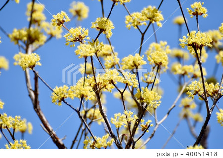 三鷹中原に咲くサンシュユの花 三鷹中原に咲くサンシュユの花 40051418