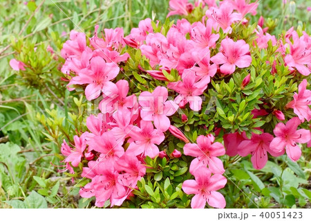 三鷹中原に咲くツツジ 三鷹中原に咲くツツジ 40051423