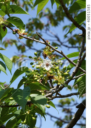 落花後すぐの大島桜 落花後すぐの大島桜 40051585