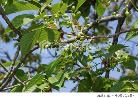 落花後すぐの大島桜 40051587