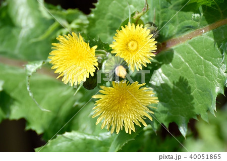 三鷹中原に咲くノゲシ 40051865