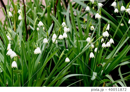 三鷹中原に咲くスノーフレーク 40051872