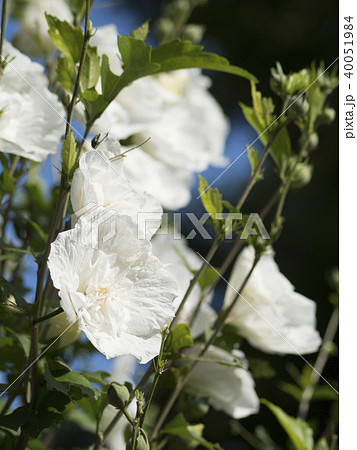 ホワイトシフォン(複数) 40051984