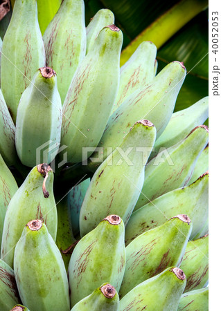 Bunch of Silver Bluggoe on a banana tree Bunch of Silver Bluggoe on a banana tree 40052053
