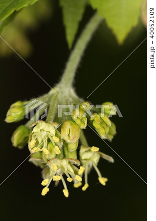 自然 植物 コハウチワカエデ、四月半ば。蕾が顔を出し始めて数日で花が咲き始めました 自然 植物 コハウチワカエデ、四月半ば。蕾が顔を出し始めて数日で花が咲き始めました 40052109