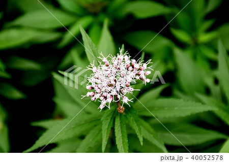 三鷹中原に咲くフジバカマ 40052578