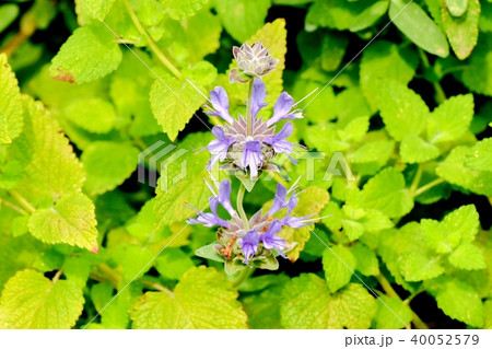 三鷹中原に咲くセイヨウニンジンボク 40052579