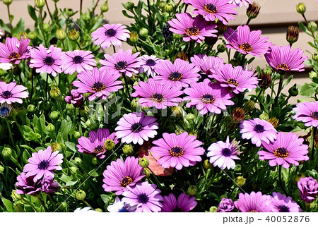 三鷹中原に咲くオステオスペルマム 40052876