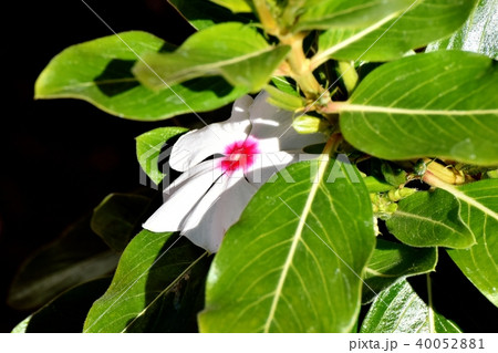 三鷹中原に咲く白いニチニチソウ 40052881