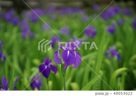 養翠園カキツバタ 40053022