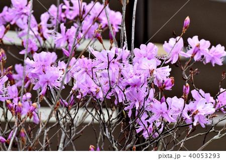 三鷹中原に咲くミツバツツジ 40053293