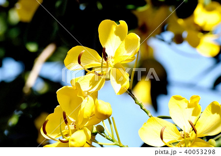 三鷹中原に咲く黄色いコバノセンナの花 三鷹中原に咲く黄色いコバノセンナの花 40053298