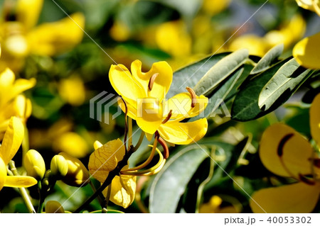 三鷹中原に咲く黄色いコバノセンナの花 40053302